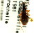  ( - CNC COLEO 00118644)  @12 [ ] CreativeCommons - Attribution (2011) CNC/CBG Photography Group Centre for Biodiversity Genomics