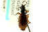  ( - CNC COLEO 00118645)  @11 [ ] CreativeCommons - Attribution (2011) CNC/CBG Photography Group Centre for Biodiversity Genomics