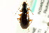  ( - CNC COLEO 00118653)  @13 [ ] CreativeCommons - Attribution (2011) CNC/CBG Photography Group Centre for Biodiversity Genomics