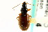  ( - CNC COLEO 00118654)  @13 [ ] CreativeCommons - Attribution (2011) CNC/CBG Photography Group Centre for Biodiversity Genomics