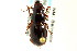  ( - CNC COLEO 00118818)  @13 [ ] CreativeCommons - Attribution (2011) CNC/CBG Photography Group Centre for Biodiversity Genomics