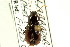  ( - CNC COLEO 00118889)  @11 [ ] CreativeCommons - Attribution (2011) CNC/CBG Photography Group Centre for Biodiversity Genomics