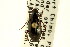  ( - CNC COLEO 00118891)  @13 [ ] CreativeCommons - Attribution (2011) CNC/CBG Photography Group Centre for Biodiversity Genomics