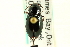  ( - CNC COLEO 00118892)  @11 [ ] CreativeCommons - Attribution (2011) CNC/CBG Photography Group Centre for Biodiversity Genomics