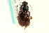  ( - CNC COLEO 00118899)  @13 [ ] CreativeCommons - Attribution (2011) CNC/CBG Photography Group Centre for Biodiversity Genomics