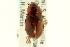  ( - CNC COLEO 00118907)  @11 [ ] CreativeCommons - Attribution (2011) CNC/CBG Photography Group Centre for Biodiversity Genomics