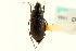  ( - CNC COLEO 00119006)  @11 [ ] CreativeCommons - Attribution (2011) CNC/CBG Photography Group Centre for Biodiversity Genomics