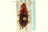  ( - CNC COLEO 00119022)  @11 [ ] CreativeCommons - Attribution (2011) CNC/CBG Photography Group Centre for Biodiversity Genomics