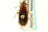  ( - CNC COLEO 00119023)  @13 [ ] CreativeCommons - Attribution (2011) CNC/CBG Photography Group Centre for Biodiversity Genomics