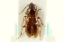  ( - CNC COLEO 00119144)  @11 [ ] CreativeCommons - Attribution (2011) CNC/CBG Photography Group Centre for Biodiversity Genomics