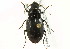  (Diplocheila assimilis - CNC COLEO 00119198)  @13 [ ] CreativeCommons - Attribution (2011) CNC/CBG Photography Group Centre for Biodiversity Genomics
