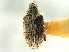  ( - CNC COLEO 00119221)  @11 [ ] CreativeCommons - Attribution (2011) CNC/CBG Photography Group Centre for Biodiversity Genomics