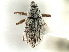  ( - CNC COLEO 00119222)  @11 [ ] CreativeCommons - Attribution (2011) CNC/CBG Photography Group Centre for Biodiversity Genomics