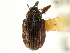  (Anthonomus molochinus - CNC COLEO 00119226)  @11 [ ] CreativeCommons - Attribution (2011) CNC/CBG Photography Group Centre for Biodiversity Genomics