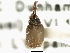  ( - CNC COLEO 00119236)  @11 [ ] CreativeCommons - Attribution (2011) CNC/CBG Photography Group Centre for Biodiversity Genomics