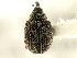  ( - CNC COLEO 00119239)  @11 [ ] CreativeCommons - Attribution (2011) CNC/CBG Photography Group Centre for Biodiversity Genomics