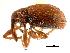  ( - CNC COLEO 00119245)  @11 [ ] CreativeCommons - Attribution (2011) CNC/CBG Photography Group Centre for Biodiversity Genomics