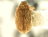  ( - CNC COLEO 00119247)  @11 [ ] CreativeCommons - Attribution (2011) CNC/CBG Photography Group Centre for Biodiversity Genomics