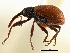  ( - CNC COLEO 00119252)  @11 [ ] CreativeCommons - Attribution (2011) CNC/CBG Photography Group Centre for Biodiversity Genomics