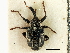  ( - CNC COLEO 00119261)  @11 [ ] CreativeCommons - Attribution (2011) CNC/CBG Photography Group Centre for Biodiversity Genomics