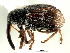  ( - CNC COLEO 00119266)  @11 [ ] CreativeCommons - Attribution (2011) CNC/CBG Photography Group Centre for Biodiversity Genomics