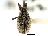  ( - CNC COLEO 00119271)  @11 [ ] CreativeCommons - Attribution (2011) CNC/CBG Photography Group Centre for Biodiversity Genomics