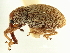  ( - CNC COLEO 00119276)  @11 [ ] CreativeCommons - Attribution (2011) CNC/CBG Photography Group Centre for Biodiversity Genomics