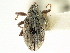  ( - CNC COLEO 00119278)  @11 [ ] CreativeCommons - Attribution (2011) CNC/CBG Photography Group Centre for Biodiversity Genomics