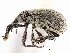  ( - CNC COLEO 00119296)  @11 [ ] CreativeCommons - Attribution (2011) CNC/CBG Photography Group Centre for Biodiversity Genomics