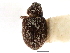  ( - CNC COLEO 00119297)  @11 [ ] CreativeCommons - Attribution (2011) CNC/CBG Photography Group Centre for Biodiversity Genomics