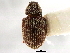  ( - CNC COLEO 00119298)  @11 [ ] CreativeCommons - Attribution (2011) CNC/CBG Photography Group Centre for Biodiversity Genomics