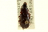  ( - CNC COLEO 00119331)  @11 [ ] CreativeCommons - Attribution (2011) CNC/CBG Photography Group Centre for Biodiversity Genomics