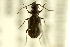  ( - CNC COLEO 00119480)  @12 [ ] CreativeCommons - Attribution (2011) CNC/CBG Photography Group Centre for Biodiversity Genomics