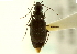  ( - CNC COLEO 00119482)  @11 [ ] CreativeCommons - Attribution (2011) CNC/CBG Photography Group Centre for Biodiversity Genomics