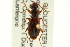  ( - CNC COLEO 00119529)  @11 [ ] CreativeCommons - Attribution (2011) CNC/CBG Photography Group Centre for Biodiversity Genomics