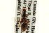  ( - CNC COLEO 00119531)  @11 [ ] CreativeCommons - Attribution (2011) CNC/CBG Photography Group Centre for Biodiversity Genomics