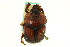  (Bolbocerosoma farctum - CNC COLEO 00119720)  @11 [ ] CreativeCommons - Attribution (2011) CNC/CBG Photography Group Centre for Biodiversity Genomics