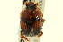  (Bolbocerosoma lepidissimum - CNC COLEO 00119724)  @11 [ ] CreativeCommons - Attribution (2011) CNC/CBG Photography Group Centre for Biodiversity Genomics