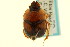  ( - CNC COLEO 00119725)  @11 [ ] CreativeCommons - Attribution (2011) CNC/CBG Photography Group Centre for Biodiversity Genomics