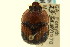  (Bolbocerosoma hamatum - CNC COLEO 00119726)  @11 [ ] CreativeCommons - Attribution (2011) CNC/CBG Photography Group Centre for Biodiversity Genomics