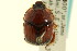  (Bolbocerosoma pusillum - CNC COLEO 00119727)  @11 [ ] CreativeCommons - Attribution (2011) CNC/CBG Photography Group Centre for Biodiversity Genomics