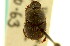  ( - CNC COLEO 00119934)  @11 [ ] CreativeCommons - Attribution (2011) CNC/CBG Photography Group Centre for Biodiversity Genomics