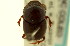  (Onthophagus brevifrons - CNC COLEO 00119939)  @13 [ ] CreativeCommons - Attribution (2011) CNC/CBG Photography Group Centre for Biodiversity Genomics