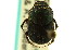  (Onthophagus medorensis - CNC COLEO 00119952)  @13 [ ] CreativeCommons - Attribution (2011) CNC/CBG Photography Group Centre for Biodiversity Genomics