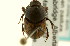  ( - CNC COLEO 00119957)  @11 [ ] CreativeCommons - Attribution (2011) CNC/CBG Photography Group Centre for Biodiversity Genomics