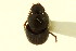  ( - CNC COLEO 00119959)  @11 [ ] CreativeCommons - Attribution (2011) CNC/CBG Photography Group Centre for Biodiversity Genomics