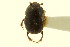 ( - CNC COLEO 00119960)  @11 [ ] CreativeCommons - Attribution (2011) CNC/CBG Photography Group Centre for Biodiversity Genomics