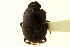  ( - CNC COLEO 00119966)  @13 [ ] CreativeCommons - Attribution (2011) CNC/CBG Photography Group Centre for Biodiversity Genomics