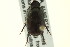  ( - CNC COLEO 00119973)  @13 [ ] CreativeCommons - Attribution (2011) CNC/CBG Photography Group Centre for Biodiversity Genomics