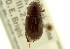  (Tetraclipeoides aemulus - CNC COLEO 00119980)  @13 [ ] CreativeCommons - Attribution (2011) CNC/CBG Photography Group Centre for Biodiversity Genomics
